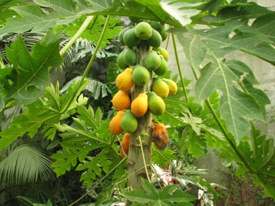 papayes-solo-(guyane)-serre-tropicale-honfleur.jpg