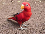Serre tropicale d'Honfleur Naturospace: les oiseaux tropicaux