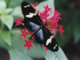 Naturospace:  Serre tropicale à Honfleur - papillons tropicaux
